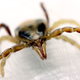 Ixodes holocyclus. Foto: Peter Waters